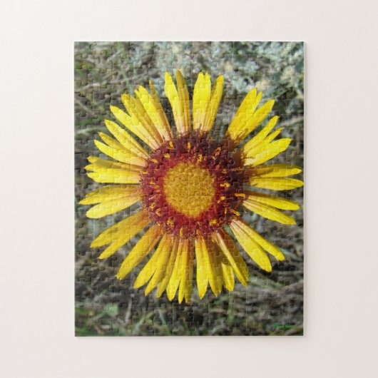 F1 Gele Wilde Bloem Gaillardia Legpuzzel (Verticaal)