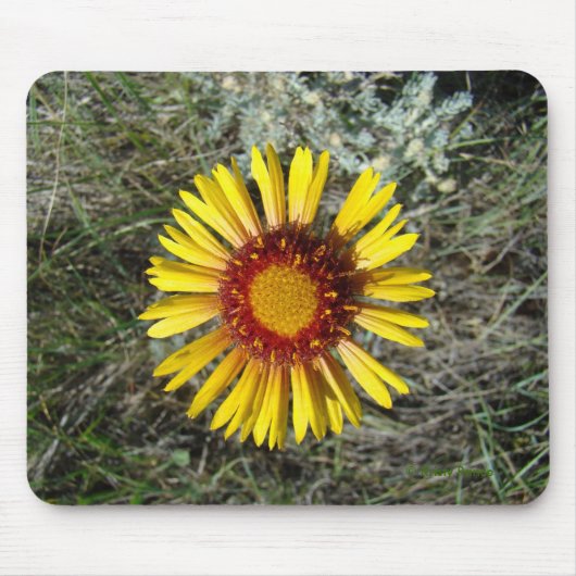F1 Gele wilde bloem Gaillardia Muismat (Voorkant)
