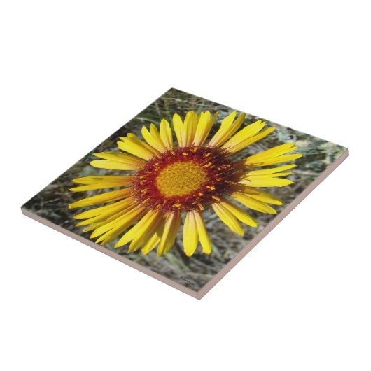 F1 Gele wilde bloem Gaillardia Tegeltje (Zijkant)