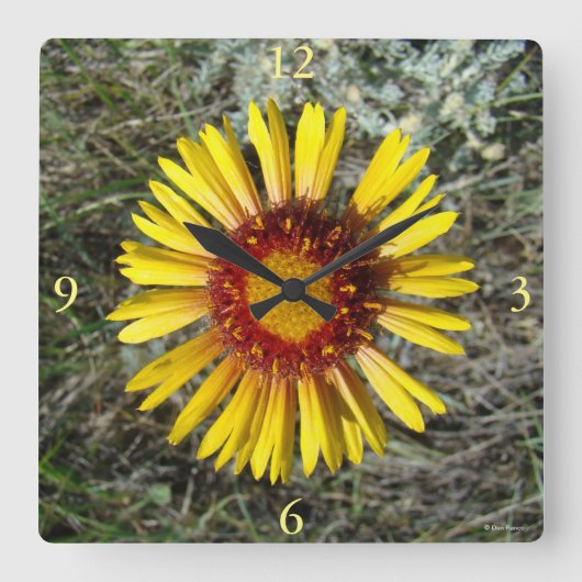 F1 Gele Wilde Bloem Gaillardia Vierkante Klok (Voorkant)