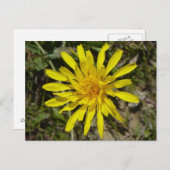 F21 Gele wilde bloem met een pijlstoot Briefkaart (Voorkant / Achterkant)