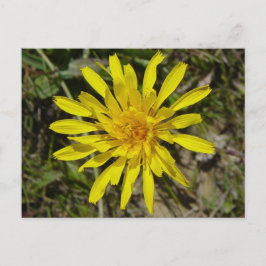 F21 Gele wilde bloem met een pijlstoot Briefkaart