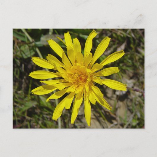 F21 Gele wilde bloem met een pijlstoot Briefkaart (Voorkant)