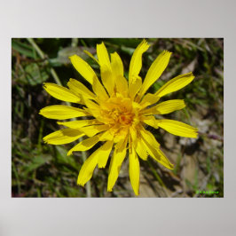 F21 Gele wilde bloem met een pijlstoot Poster