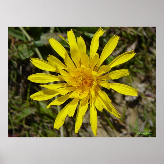 F21 Gele wilde bloem met een pijlstoot Poster (Voorkant)