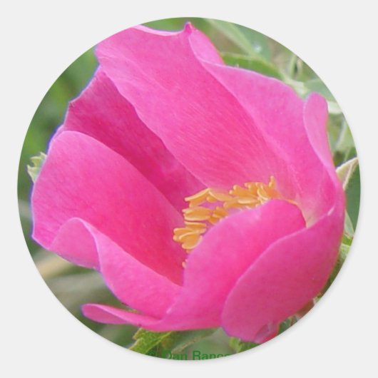 F22w Wilde Roos Ronde Sticker (Voorkant)