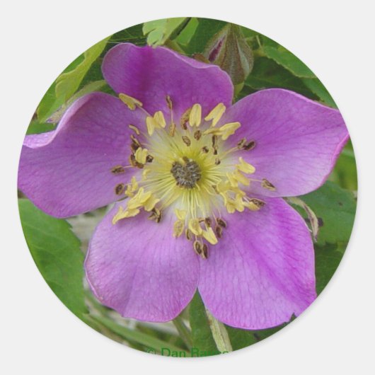 F24w Wilde Roos "Rosa acicutaris" Ronde Sticker (Voorkant)