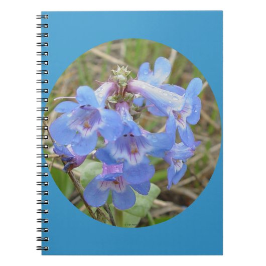F28 Blauwe wilde bloemen Slender Blue Bearedtongue Notitieboek (Voorkant)