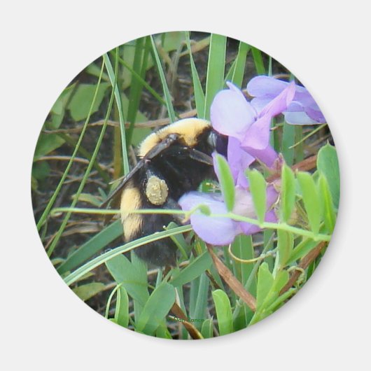 F2 Bij op paarse wilde bloem Magneet (Voorkant)