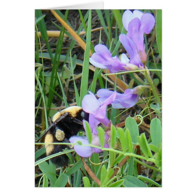 F2 Bij op paarse wilde bloemen (Voorkant)