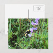 F2 Bijen op Paarse wilde bloemen Briefkaart (Voorkant / Achterkant)