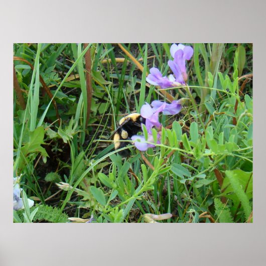 F2 Bijen op Paarse wilde bloemen Poster (Voorkant)