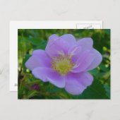 F37 Wilde Roos Briefkaart (Voorkant / Achterkant)