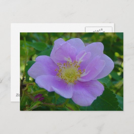 F37 Wilde Roos Briefkaart (Voorkant / Achterkant)