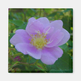 F37 Wilde Roos Magneet