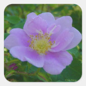 F37 Wilde Roos Vierkante Sticker (Voorkant)