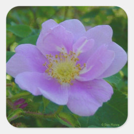 F37 Wilde Roos Vierkante Sticker