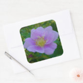 F37 Wilde Roos Vierkante Sticker (Envelop)