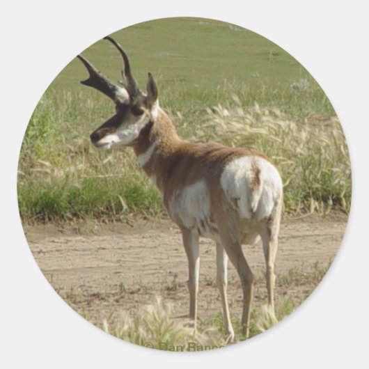 F39 Gaffelbok-antilope mannetje Ronde Sticker (Voorkant)