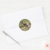 F39 Gaffelbok-antilope mannetje Ronde Sticker (Envelop)
