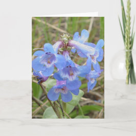 F3 Blauw Wildflowers Slender Blauw Baard-tong Kaart