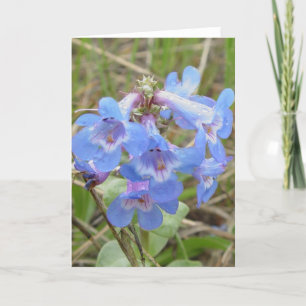 F3 Blauwe Wilde Bloemen Slanke Blauwe Baard-tong Kaart