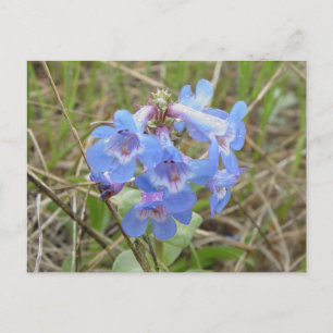 F3 Blauwe Wilde Bloemen Slanke Blauwe Baardtong Briefkaart