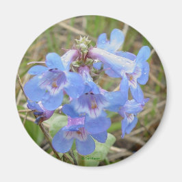 F3 Blauwe Wilde Bloemen Slanke Blauwe Baardtong Magneet