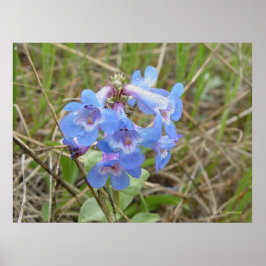 F3 Blauwe Wilde Bloemen Slanke Blauwe Baardtong Poster