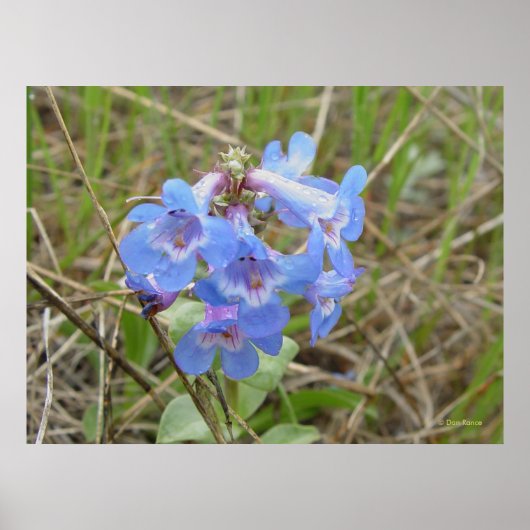 F3 Blauwe Wilde Bloemen Slanke Blauwe Baardtong Poster (Voorkant)