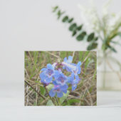 F3 Blauwe wilde bloemen Slender Blue Beardtongue Briefkaart (Staand voorkant)