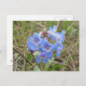 F3 Blauwe wilde bloemen Slender Blue Beardtongue Briefkaart (Voorkant / Achterkant)