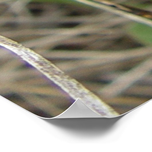 F3 Blauwe wilde bloemen Slender Blue Beardtongue Poster (Hoek)