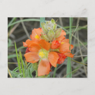 F40 Oranje Wilde Bloemen Scarlaklappers Briefkaart