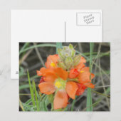 F40 Oranje wilde bloemen Scarlet Mallow Briefkaart (Voorkant / Achterkant)