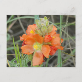 F40 Oranje wilde bloemen Scarlet Mallow Briefkaart