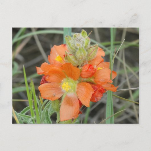 F40 Oranje wilde bloemen Scarlet Mallow Briefkaart (Voorkant)