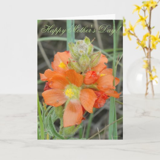 F40 Oranje wilde bloemen Scarlet Mallow Kaart (Gele Bloem)