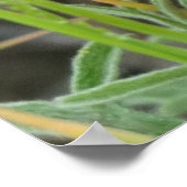 F40 Oranje wilde bloemen Scarlet Mallow Poster (Hoek)