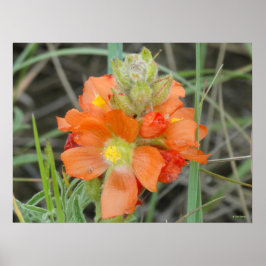 F40 Oranje wilde bloemen Scarlet Mallow Poster