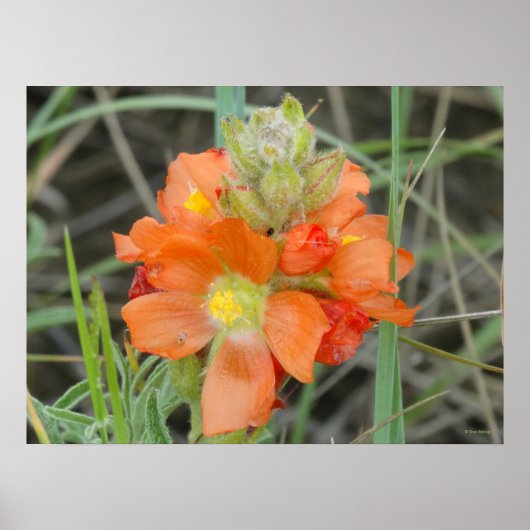 F40 Oranje wilde bloemen Scarlet Mallow Poster (Voorkant)