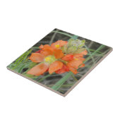 F40 Oranje wilde bloemen Scarlet Mallow Tegeltje (Zijkant)