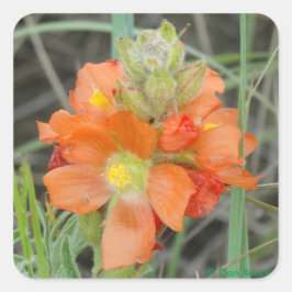 F40 Oranje wilde bloemen Scarlet Mallow Vierkante Sticker