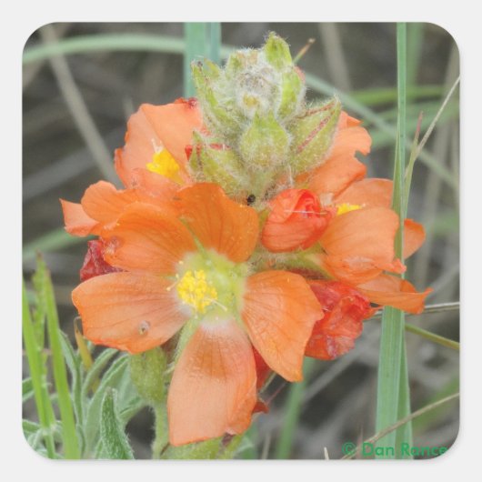 F40 Oranje wilde bloemen Scarlet Mallow Vierkante Sticker (Voorkant)