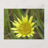 F41 Gele reuzenbaard Briefkaart (Voorkant)