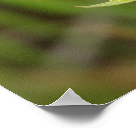 F41 Gele reuzenbaard Poster (Hoek)