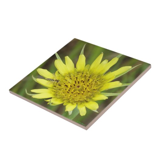 F41 Gele reuzenbaard Tegeltje (Zijkant)