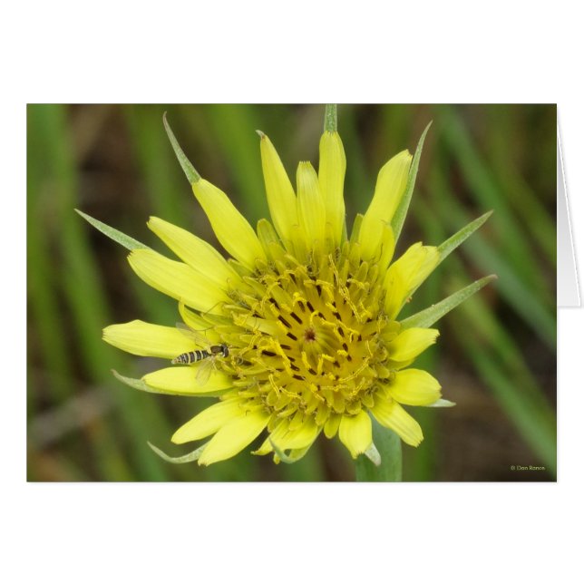 F41 Gele Wilde Bloem Geitebaard (Voorkant Horizontaal)