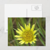 F41 Gele Wilde Bloem Geitebaard Briefkaart (Voorkant / Achterkant)
