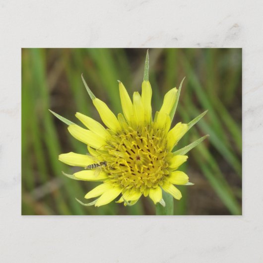 F41 Gele Wilde Bloem Geitebaard Briefkaart (Voorkant)